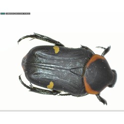 MICROSCOP PORTABIL USB DINO-LITE AM4113T